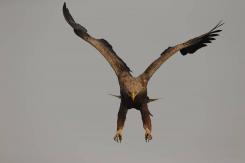 Pigargo Europeo - White-tailed eagle