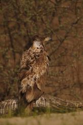 Pigargo Europeo - White-tailed eagle