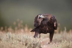 Águila Real - Golden eagle  (Aquila chrysaetos)