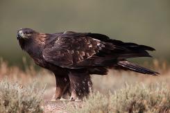 Águila Real - Golden eagle  (Aquila chrysaetos)