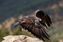 Águila Real - Golden eagle  (Aquila chrysaetos)