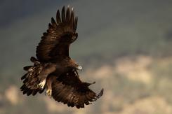 Águila Real - Golden eagle  (Aquila chrysaetos)