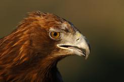 Águila Real - Golden eagle  (Aquila chrysaetos)