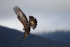Águila Real - Golden eagle  (Aquila chrysaetos)