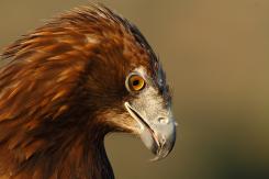 Águila Real - Golden eagle  (Aquila chrysaetos)