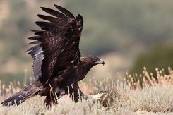 Águila Real - Golden eagle  (Aquila chrysaetos)