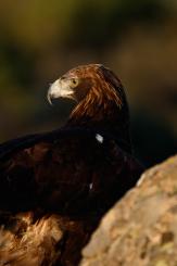 Águila Real - Golden eagle  (Aquila chrysaetos)