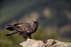 Águila Real - Golden eagle  (Aquila chrysaetos)