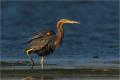 Garza imperial (Ardea purpurea)