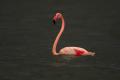 Flamenco común (Phoenicopterus roseus)