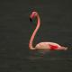 Descripción: Flamenco común (Phoenicopterus roseus)