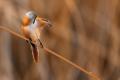 Imagen 14 de la galería de Bigotudo - Bearded reedling