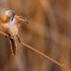 Imagen 6 de la galería de Bigotudo - Bearded reedling