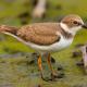 Juvenil de chorlitejo chico (charadrius dubius)