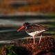 Descripción: Ostrero noruego (Haematopus ostralegus)