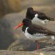 Descripción: Ostreros euroasiáticos (Haematopus ostralegus)