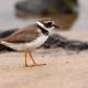 Chorlitejo grande (Charadrius hiaticula)