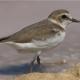 Descripción: Chorlitejo patinegro en salina (Charadrius alexandrinus)