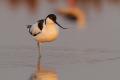 Avoceta y reflejo de cigüeñuela