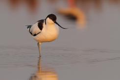 Avoceta - Pied Avocet