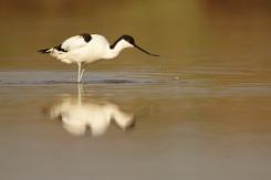 Avoceta - Pied Avocet