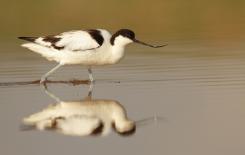 Avoceta - Pied Avocet