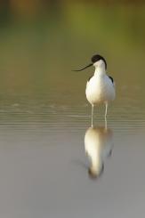 Avoceta - Pied Avocet