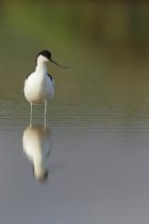 Avoceta - Pied Avocet