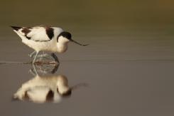 Avoceta - Pied Avocet