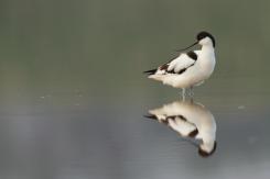 Avoceta - Pied Avocet