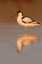 Avoceta - Pied Avocet