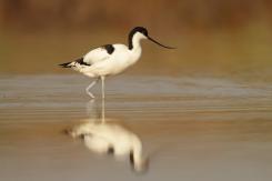 Avoceta - Pied Avocet
