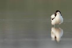 Avoceta - Pied Avocet