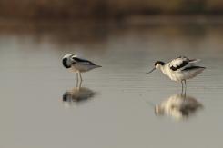 Avoceta - Pied Avocet
