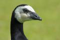 Barnacla cariblanca (Branta leucopsis)