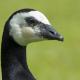 Descripción: Barnacla cariblanca (Branta leucopsis)