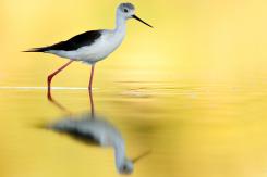 Cigüeñuela -Black-winged Stilt (PDF)