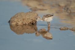 Cigüeñuela -Black-winged Stilt (PDF)