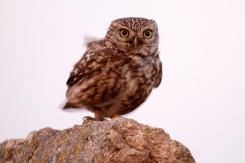 Mochuelo - Little Owl