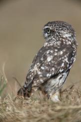Mochuelo - Little Owl