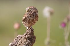 Mochuelo - Little Owl