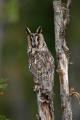 Imagen 13 de la galería de Búho Chico - Long-eared Owl