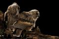Imagen 4 de la galería de Búho Chico - Long-eared Owl