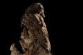 Imagen 10 de la galería de Búho Chico - Long-eared Owl
