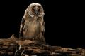 Imagen 7 de la galería de Búho Chico - Long-eared Owl