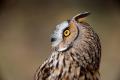 Imagen 2 de la galería de Búho Chico - Long-eared Owl