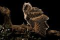 Imagen 3 de la galería de Búho Chico - Long-eared Owl