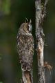 Imagen 17 de la galería de Búho Chico - Long-eared Owl