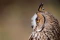 Imagen 3 de la galería de Búho Chico - Long-eared Owl