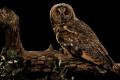 Imagen 5 de la galería de Búho Chico - Long-eared Owl